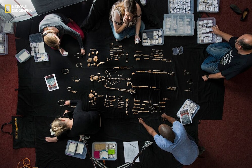 Table full of bones from Homo naledi