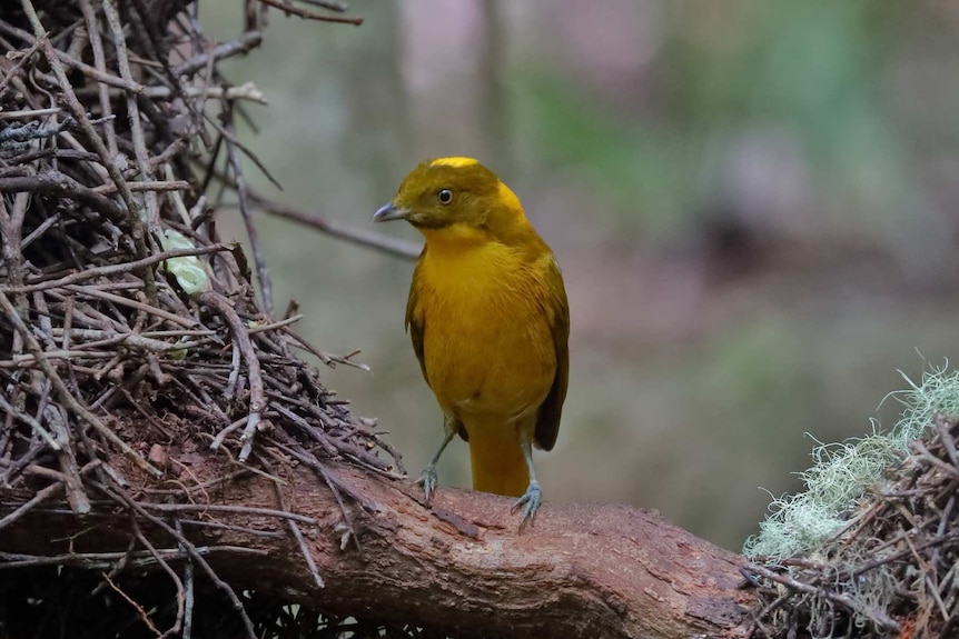 A yellow bowerbird sits on a branch next to the sticks of its bower.