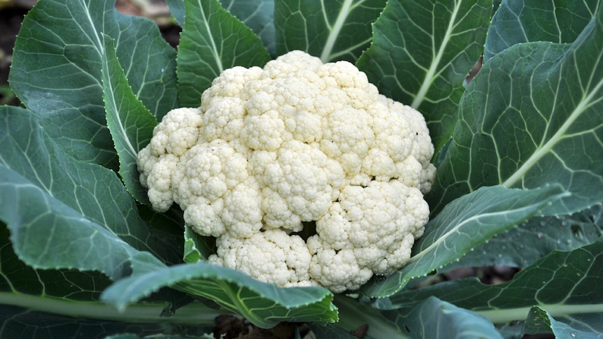 Cauliflower plant.
