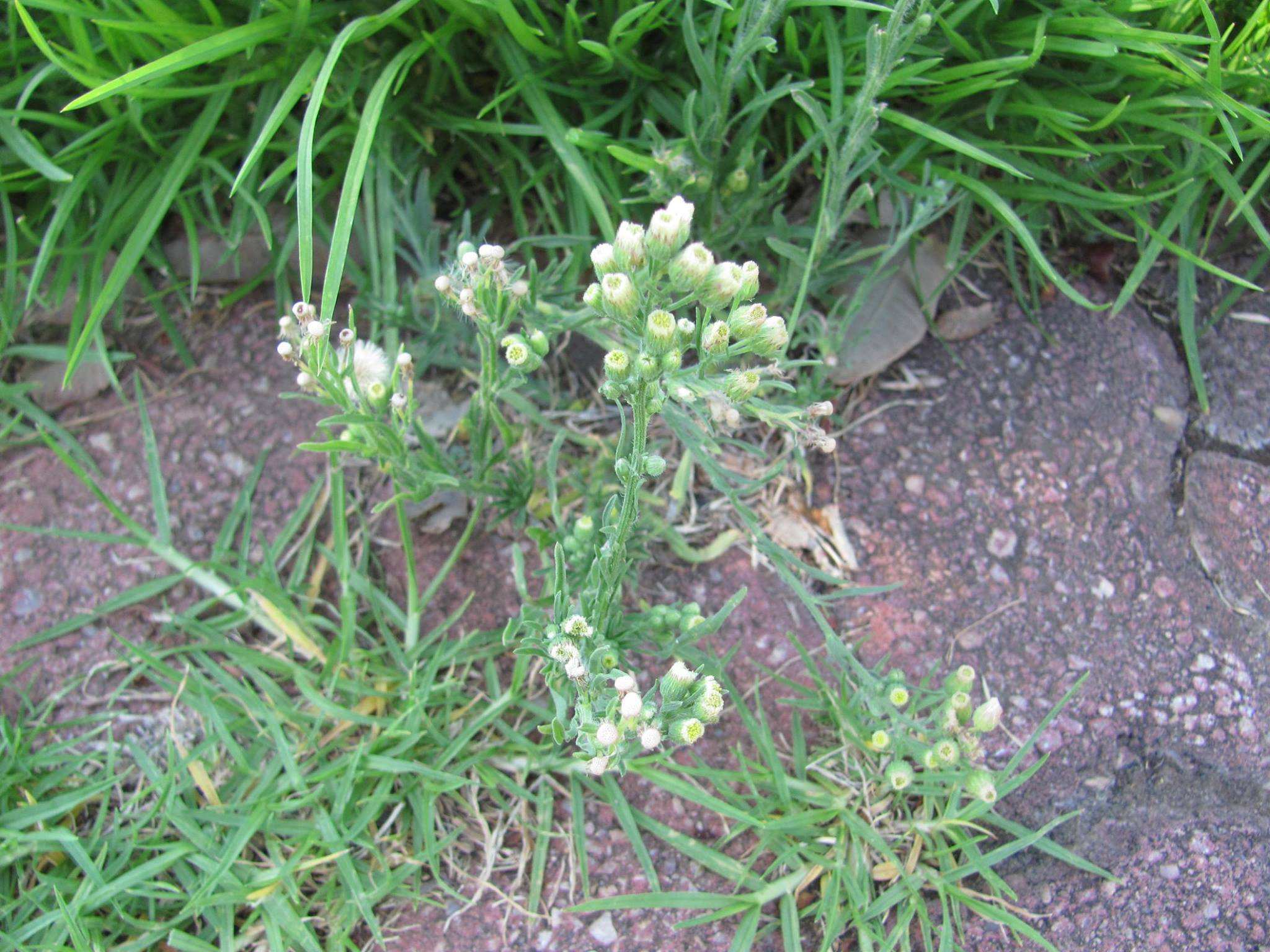 Fleabane weed with flower buds.