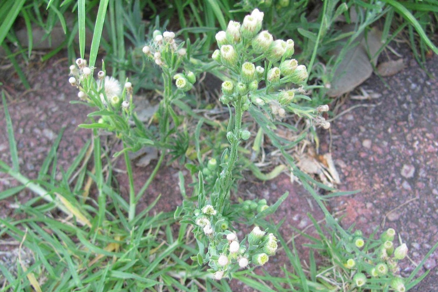 Fleabane weed with flower buds.