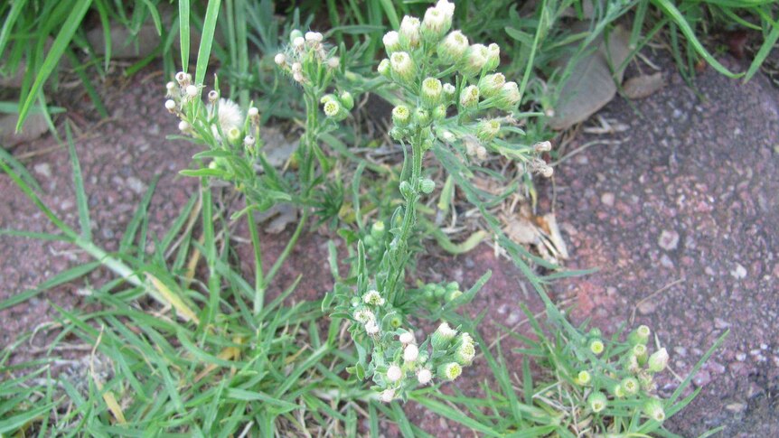 Fleabane weed with flower buds.