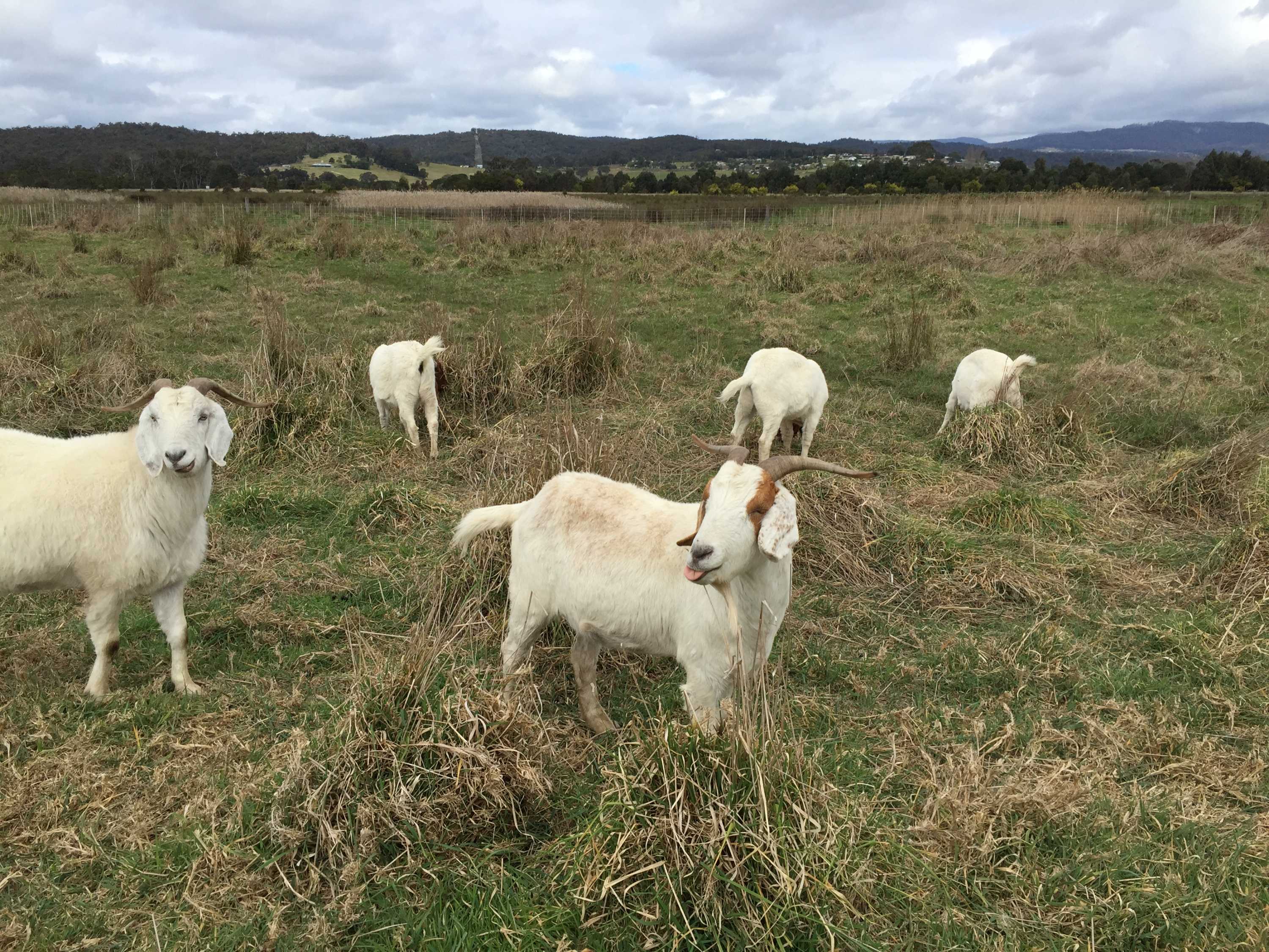Mobile goats prove to be a natural weed killer ABC News