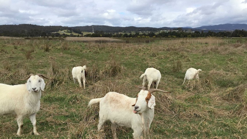 goats eating weeds in pen