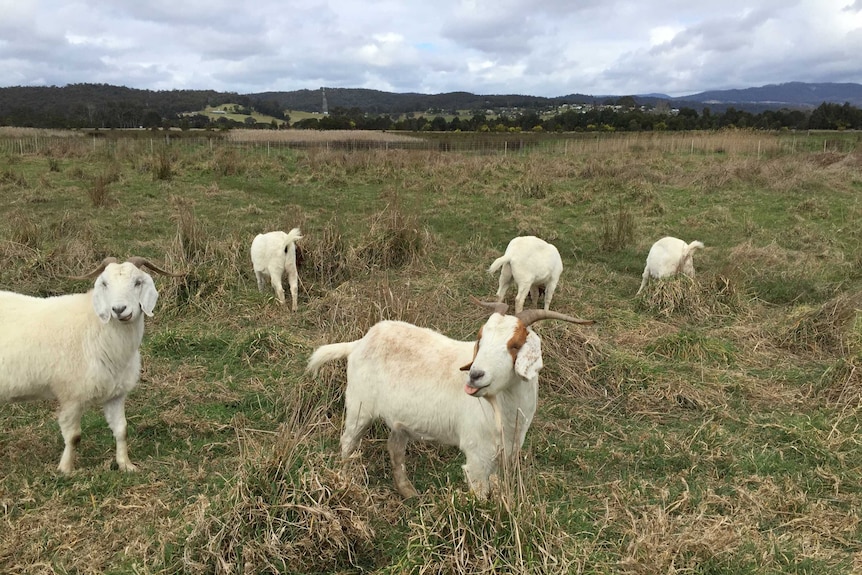 goats eating weeds in pen