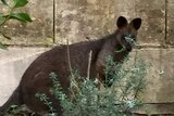 Wallaby in Mount Gambier