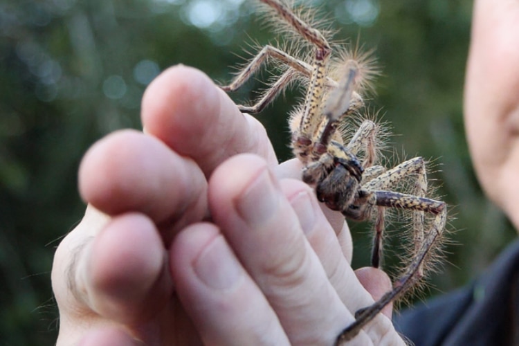 A brown spider with long, hairy legs balances on a man's hands