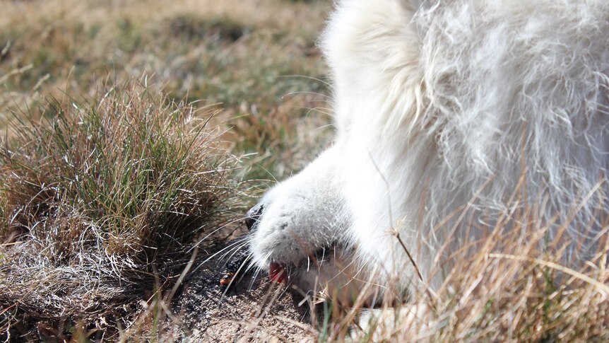 Volunteer detection dog Bayar finds an endangered Alpine Stonefly at Falls Creek