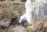 Volunteer detection dog Bayar finds an endangered Alpine Stonefly at Falls Creek