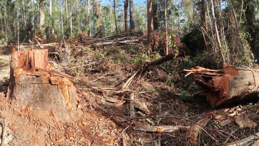 L’exploitation forestière indigène envoyée au débat parlementaire après que plus de 20 000 personnes ont signé une pétition