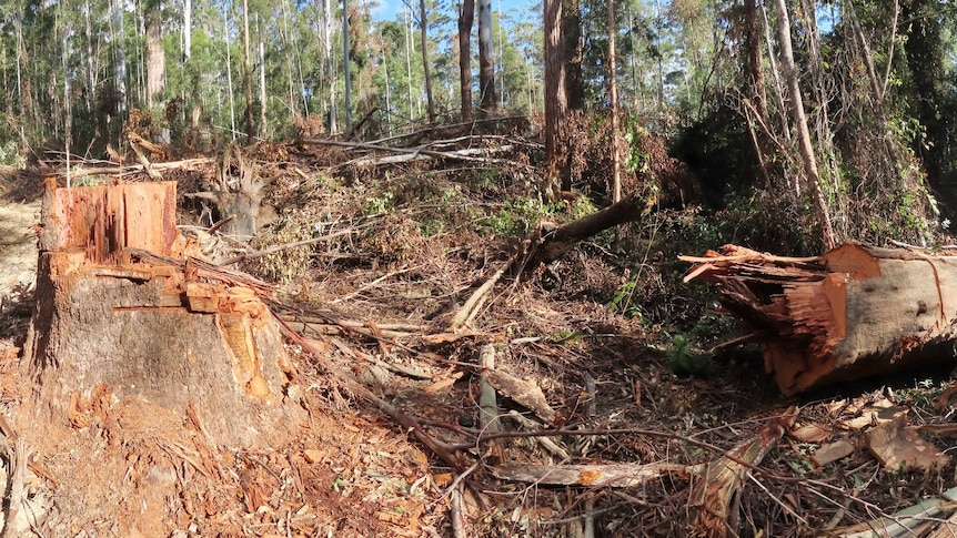 Large felled tree in a forest