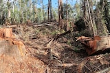 Large felled tree in a forest