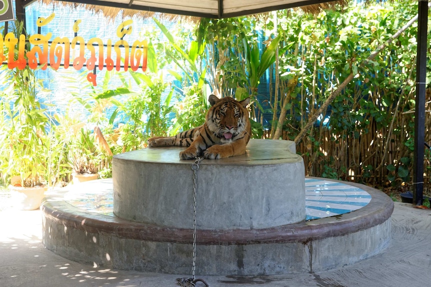 Adult tiger at an animal tourism location in Thailand