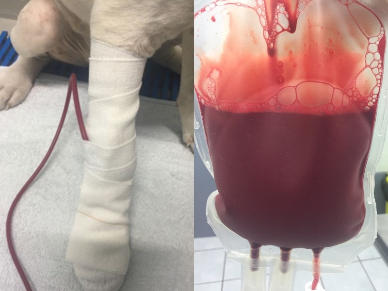 Composite image of dog leg with cannula and bag of dog blood