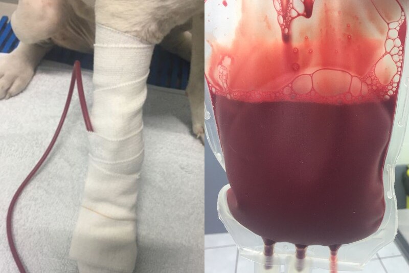 Composite image of dog leg with cannula and bag of dog blood