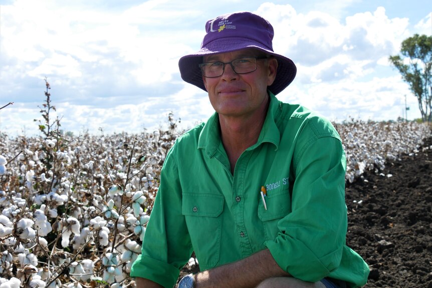 A middle aged man in a green workshirt, purple bucket hat and glasses kneels next to a field of cotton. He looks concerned