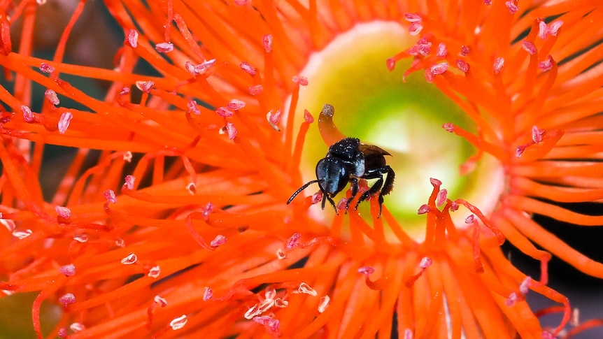 A black fly-like insect, a stingless bee, pollinating the yellow stamen of a bright orange long-petalled flower.