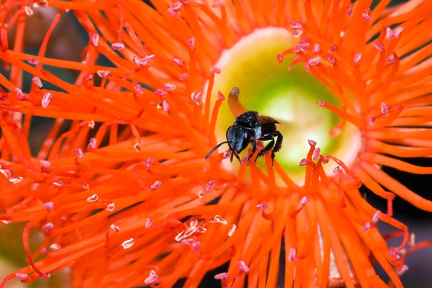 A black fly-like insect, a stingless bee, pollinating the yellow stamen of a bright orange long-petalled flower.