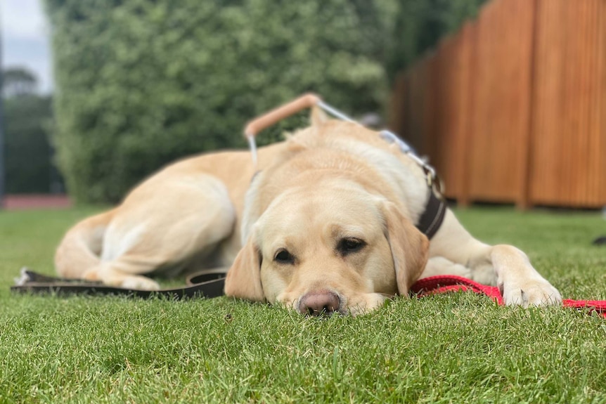 A tired trainee guide dog in harness