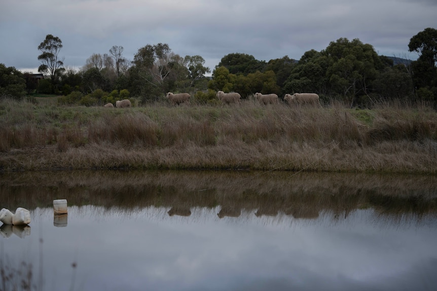 A bunch of sheep walk along the shoreline of a dam on a farm.