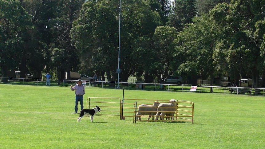 Sheepdog trials 3