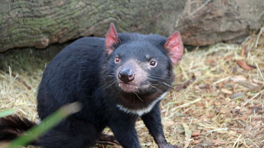 A Tasmanian devil at Bonorong Wildlife Park