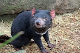 A Tasmanian devil at Bonorong Wildlife Park