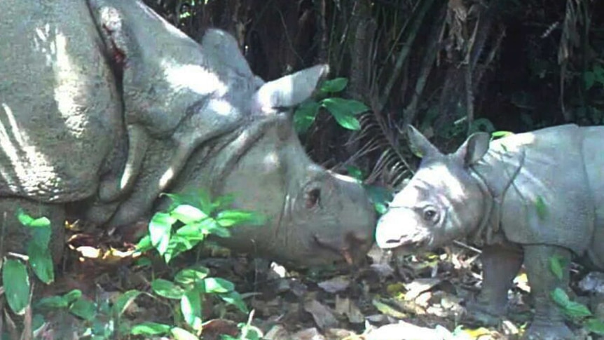 Rare Javan rhino found in Indonesian park