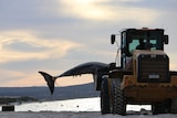 The tail and fin of a whale can be seen on the scoop of a heavy vehicle.