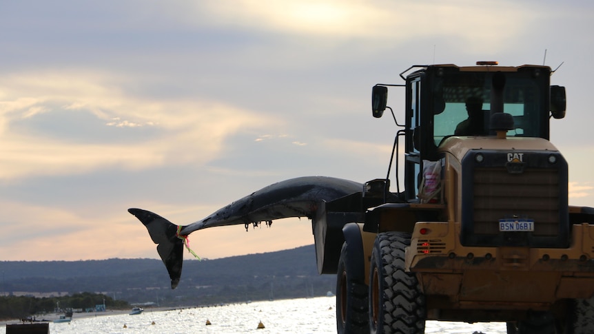 The tail and fin of a whale can be seen on the scoop of a heavy vehicle.