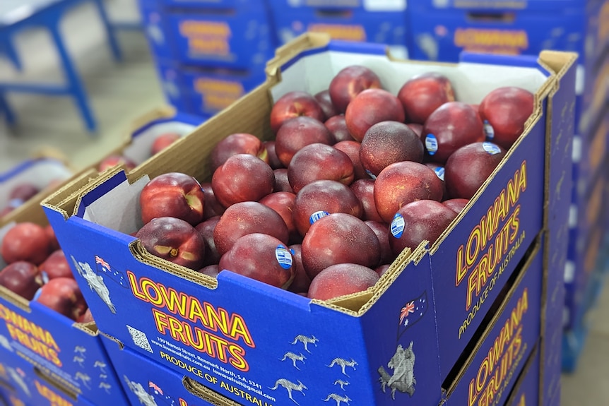 A blue cardboard box of red and yellow nectarines with the Lowana Fruits logo in yellow text.