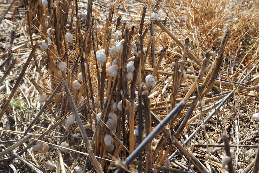 Snails on a Yorke Peninsula farm