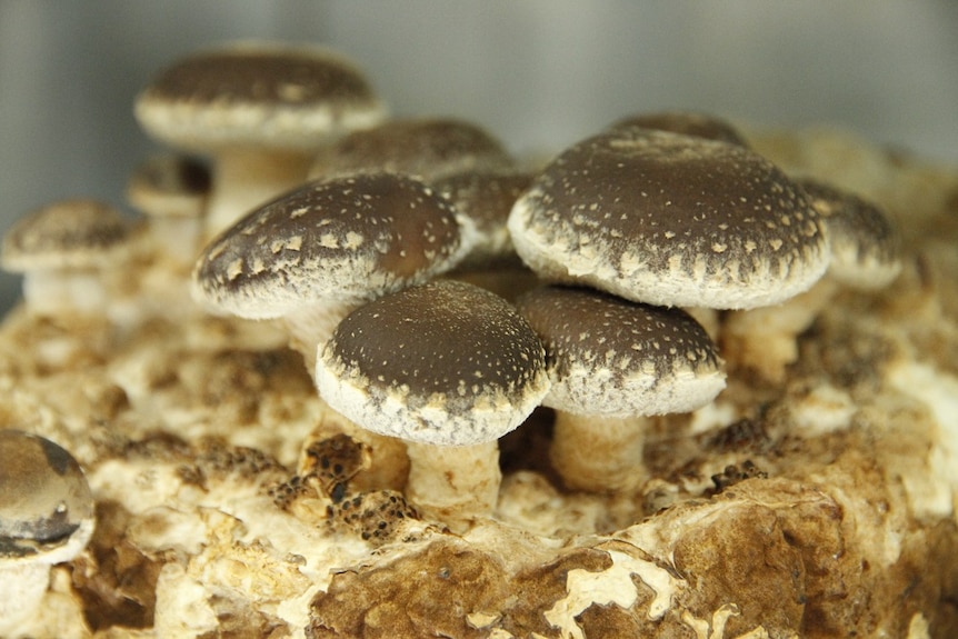 Fresh Shiitake mushrooms growing.