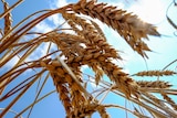  Wheat is seen in a field near the southern Ukranian city of Nikolaev.