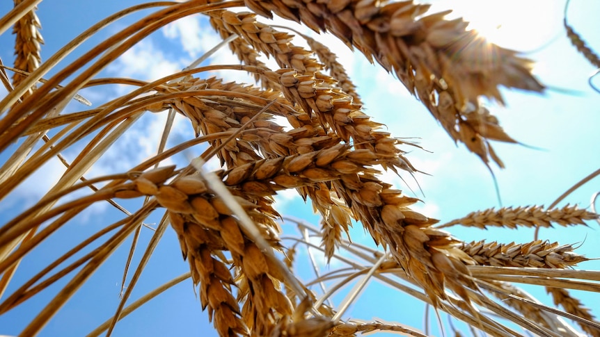  Wheat is seen in a field near the southern Ukranian city of Nikolaev.