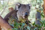 Koala eating leaves