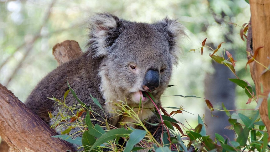Koala eating leaves