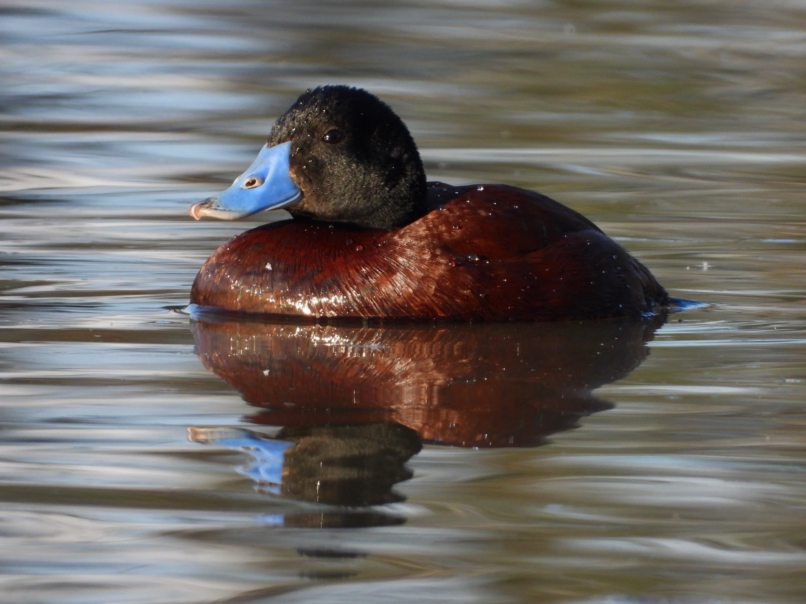 Brown duck with bright blue bill, on water.