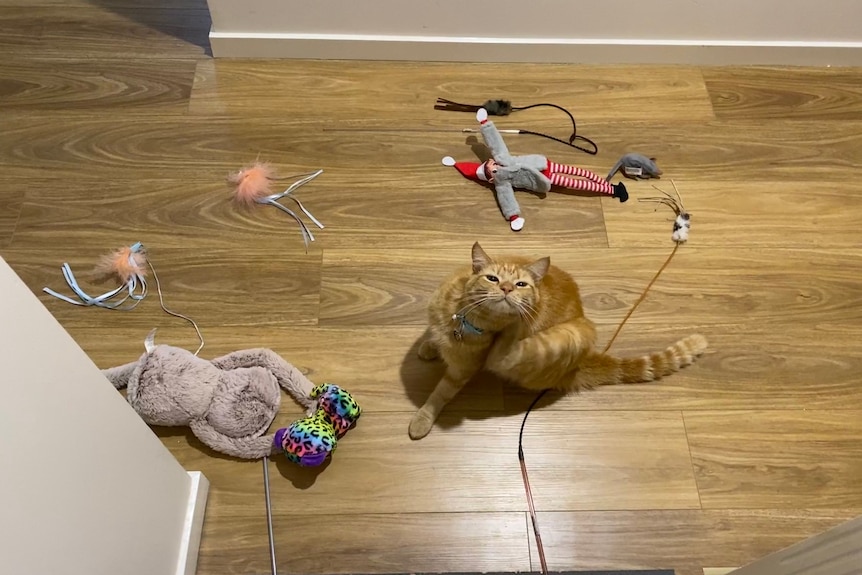 A small ginger cat surrounded by toys