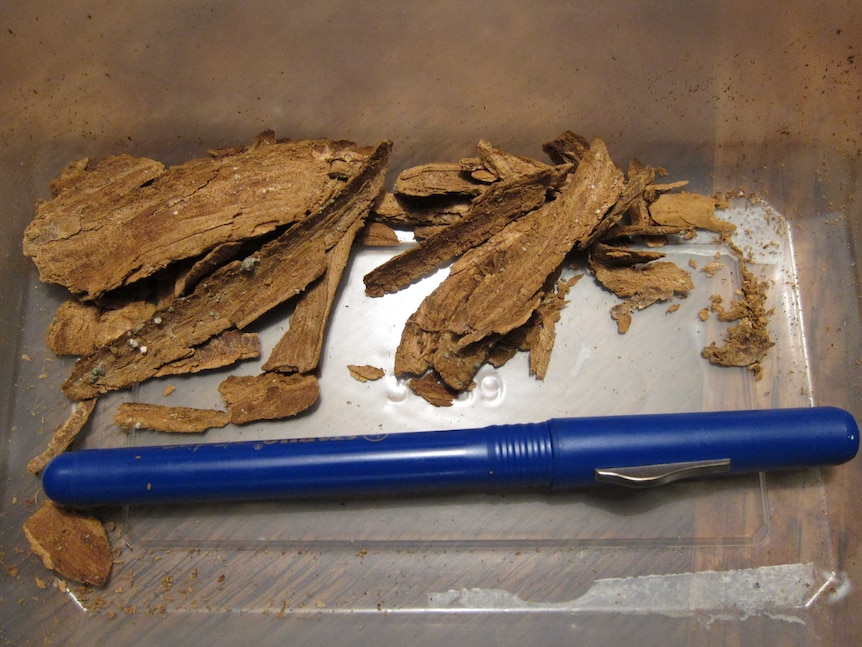 Pieces of shredded tree park lying in a plastic container next to a pen included for scale.