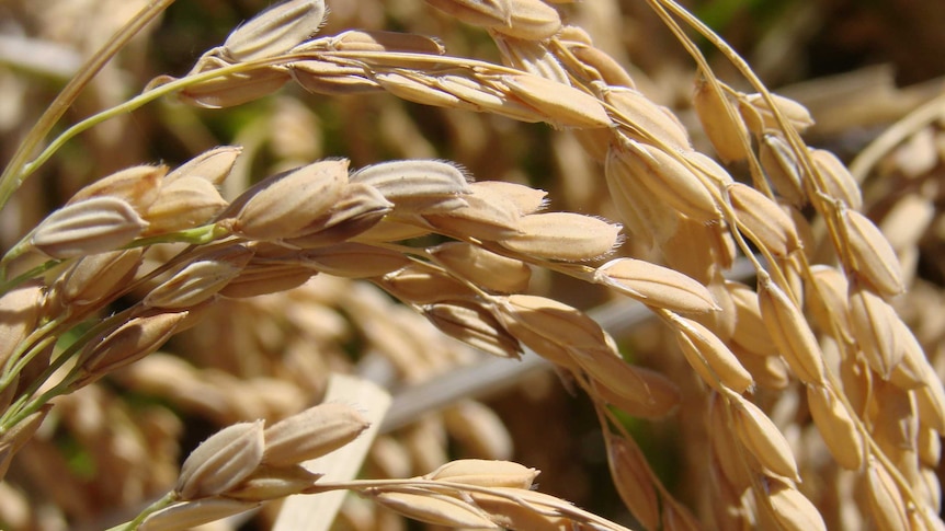 Rice growers to vote on SunRice future next March