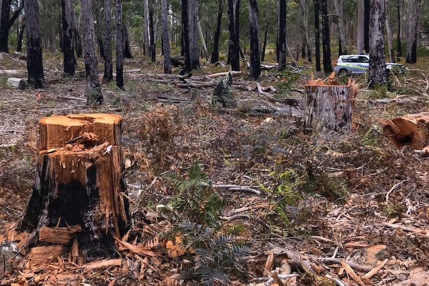 Tasmania Police image of illegal firewood clearing at Tin Pot Marsh Creek bushland.