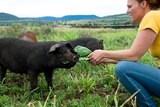 A woman feeding grass to a black pig 