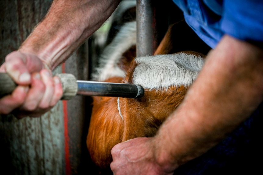 Smoke rising from the cow's head.