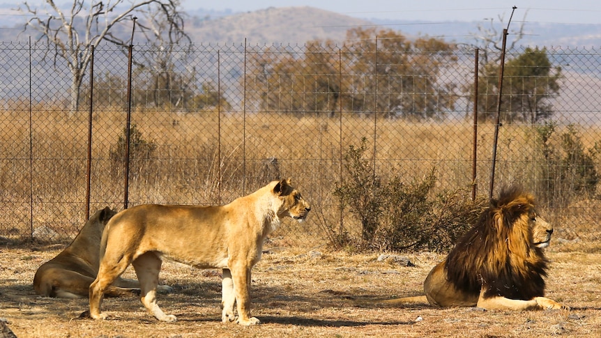 Male and female lions sitting and standing beside a high mesh fence