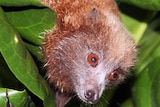 A brown Flying Fox peers out from behind some leaves.