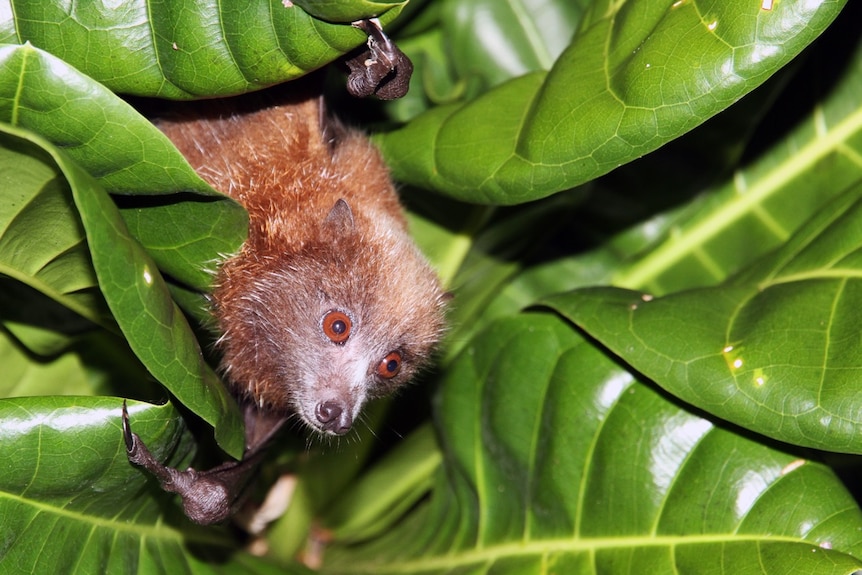 A brown Flying Fox peers out from behind some leaves.
