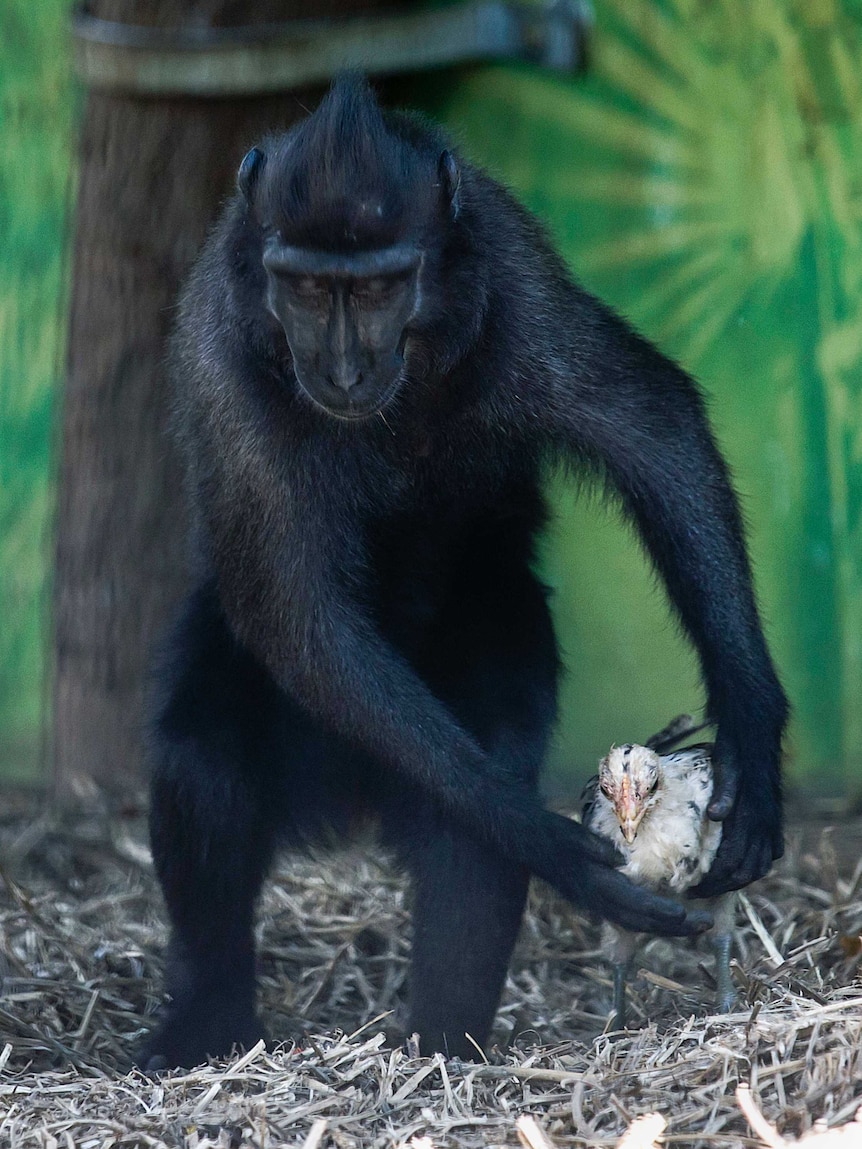 A black macaque monkey holds a chicken it adopted in an Israeli zoo.