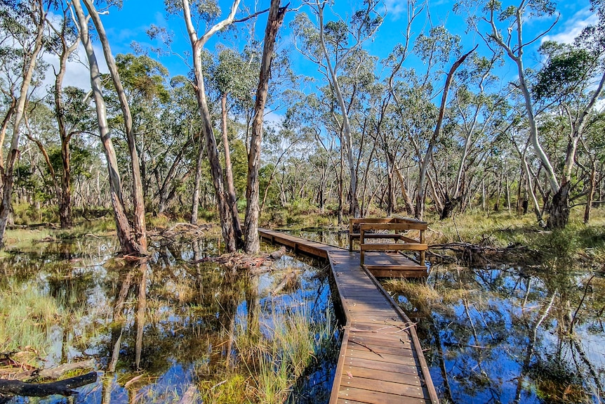 A decked boardwalk weaves through a wetland covered by towering gum trees.