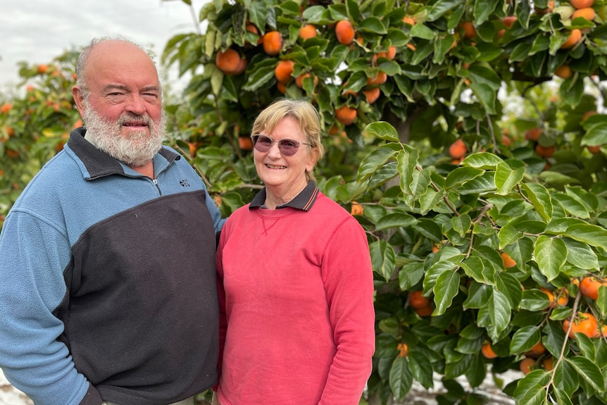 A man with a grey beard and a woman wearing glasses smile as they stand in front of a tree with orange fruit.